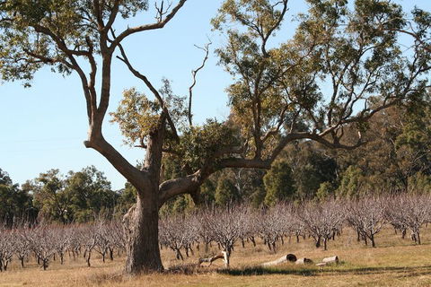 The Farmhouse At Blue Wren Wines - Accommodation Port Macquarie 1