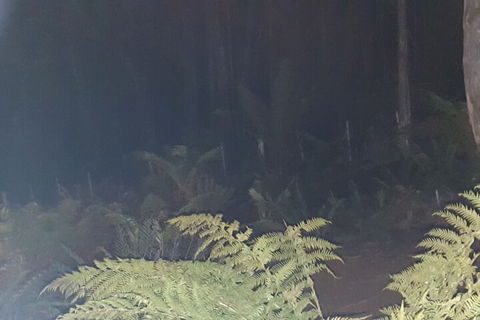 Cradle Alpine Retreat - Accommodation Port Macquarie 3
