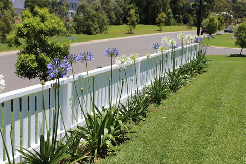 Red Waratah - Accommodation Port Macquarie 2