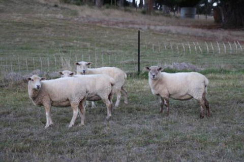Wattle Grove Homestead Bed & Breakfast - Accommodation Port Macquarie 3