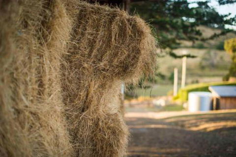 Wattle Grove Homestead Bed & Breakfast - Accommodation Port Macquarie 6