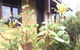 Albion Cottage - thumb 4