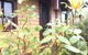 Albion Cottage - thumb 0