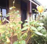 Albion Cottage - Accommodation Port Macquarie