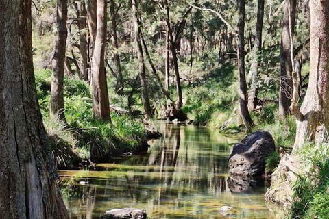 Shady Creek Eco Cabin - Accommodation Port Macquarie 3