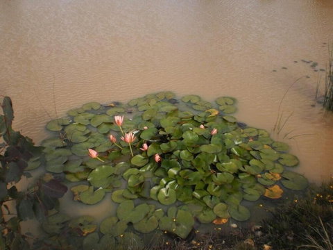 Riverdowns Cottage - Accommodation Port Macquarie 1