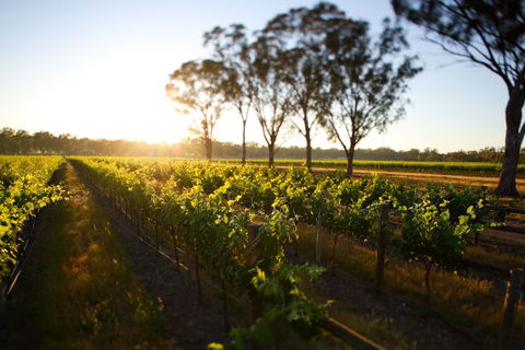 Balgownie Estate Winery Retreat & Restaurant - Accommodation Port Macquarie 6