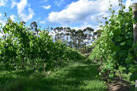 Labertouche Gypsy Creek Winery - Accommodation Port Macquarie 1