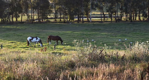 Labertouche Gypsy Creek Winery - Accommodation Port Macquarie 3
