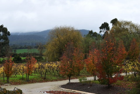 Labertouche Gypsy Creek Winery - Accommodation Port Macquarie 5