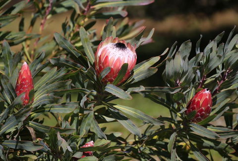 Riverwalk B & B - Accommodation Port Macquarie 5