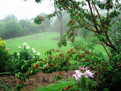 French Cottage & Loft - Accommodation Port Macquarie 4