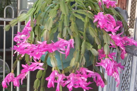 Kathys Place Bed And Breakfast - Accommodation Port Macquarie 1