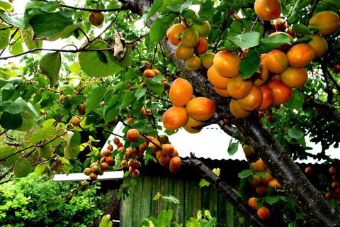 Eureka Farm - Accommodation Port Macquarie 6