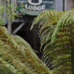 The Wombat Cottage - Accommodation Port Macquarie 0
