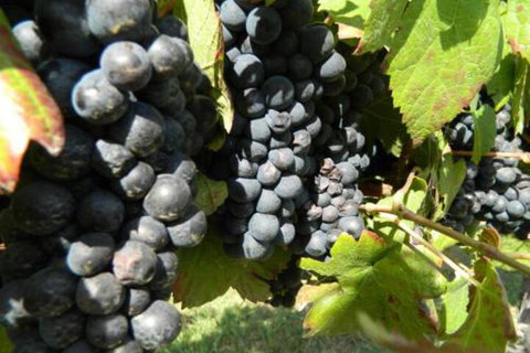 Haig Avenue - Accommodation Port Macquarie 3