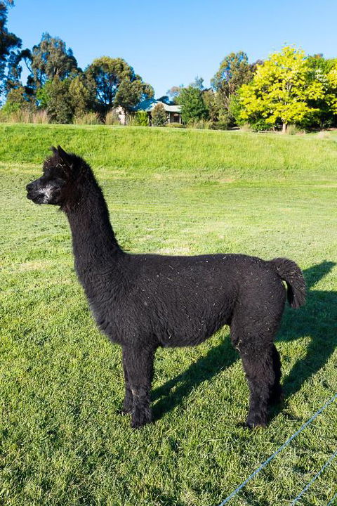 Raynella Alpaca Farmstay - Accommodation Port Macquarie 2