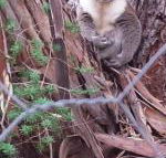 Stringybark Hills Retreat - Accommodation Port Macquarie