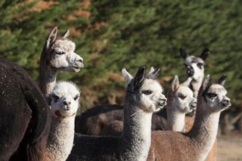 Malakai Farm Stay - Accommodation Port Macquarie 4