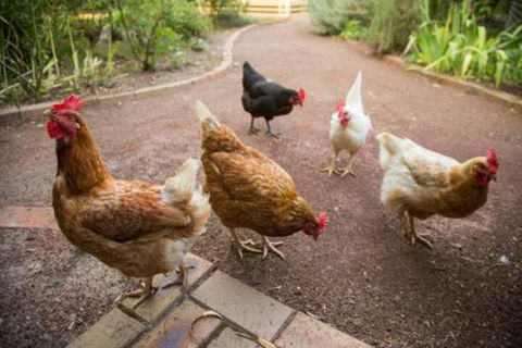 Malakai Farm Stay - Accommodation Port Macquarie 7