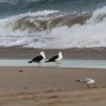 GALWAY COTTAGE - Accommodation Port Macquarie 0