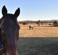 Clydesdale Cottage on Talga with real Clydesdale Horses - Accommodation Port Macquarie