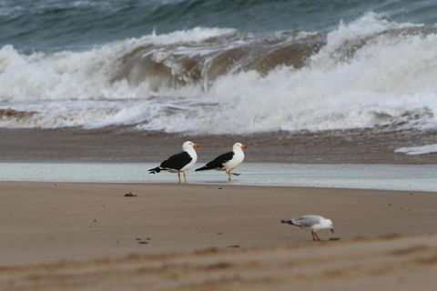 LOCKINGTON - Accommodation Port Macquarie 6