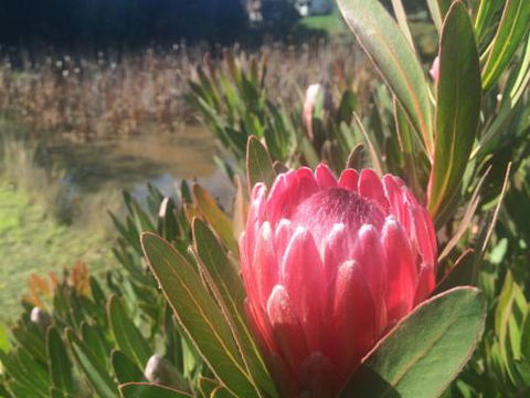 Creswick Cabin Retreat - Accommodation Port Macquarie 0