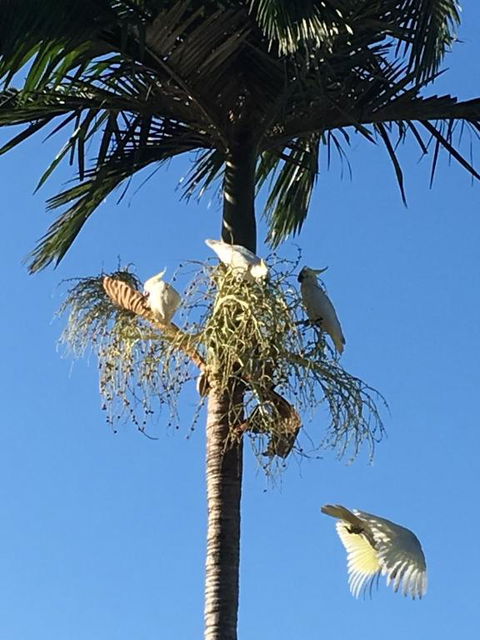 Palms Trinity Beach - Accommodation Port Macquarie 6