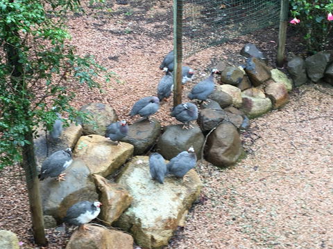 Licuala Lodge - Accommodation Port Macquarie 4