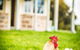 Barossa Vineyard Cottages - thumb 6