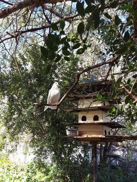 The Dove Cote - Accommodation Port Macquarie 5