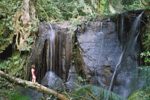 Chambers Wildlife Rainforest Lodges - Accommodation Port Macquarie 1