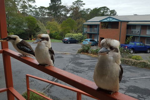 Hepburn Springs Motor Inn - Accommodation Port Macquarie 6