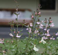 Serendipity on Allyn - Accommodation Port Macquarie