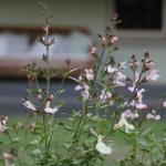 Serendipity On Allyn - Accommodation Port Macquarie 1
