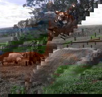 Morella Farm Stay - Accommodation Port Macquarie