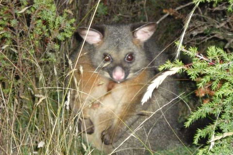 Forest Walks Lodge - Accommodation Port Macquarie 6