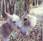 Donkey Tales Farm Cottages - Accommodation Port Macquarie