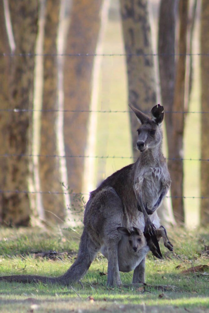 Windella NSW Accommodation Port Macquarie