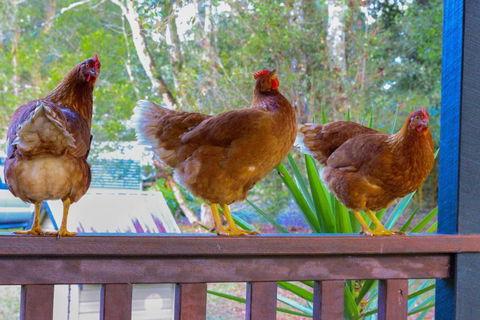 PK Illusions - Accommodation Port Macquarie 4