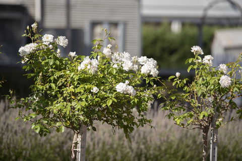 The Nest At Gundaroo - Accommodation Port Macquarie 4