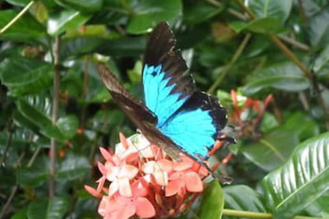 Cairns Crystal Cascades Holiday Park - Accommodation Port Macquarie 4