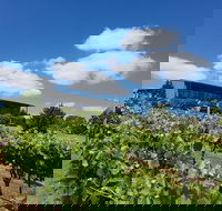 Traralgon Vineyard