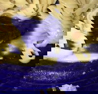 Leumeah Pizza - Accommodation Port Macquarie