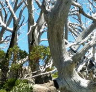 Alpine Eyre - Accommodation Port Macquarie
