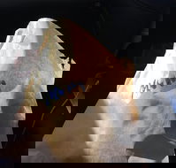 Shoeys bakery - Accommodation Port Macquarie