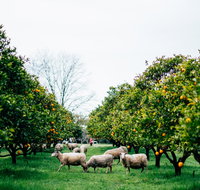 Cambray Cheese Farm Shop - Accommodation Port Macquarie