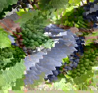 Marcus Hill Vineyard - Accommodation Port Macquarie