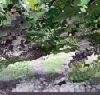 Nick Haselgrove Wines - Accommodation Port Macquarie